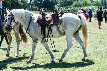 Cheval de gardian. © Bernard GIRARDIN