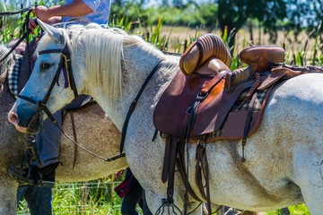 Cheval de gardian. © Bernard GIRARDIN