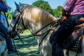 Cheval de gardian. © Bernard GIRARDIN