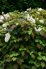 ワイルドに咲くカシワバアジサイ