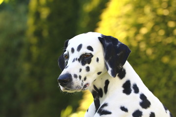 Hundeportrait Dalmatiner