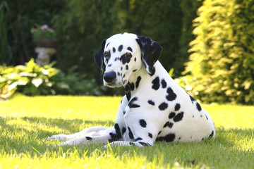 Hund sonnt sich im Garten