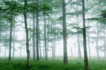 霧の中の木々