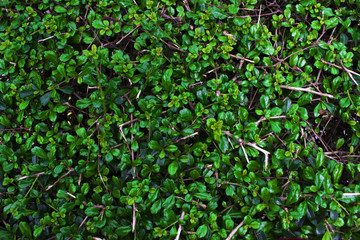 Bush
