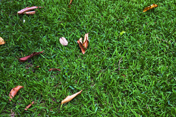 Grass