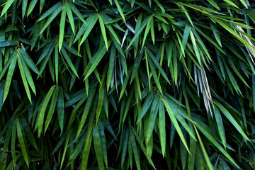 Leaf