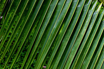Leaf