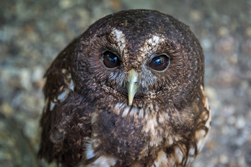 A close up portrait of a Woodfords owl Strix woodfordii also known as the African wood owl  looking...