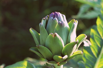 Young artichoke plants grows in a field