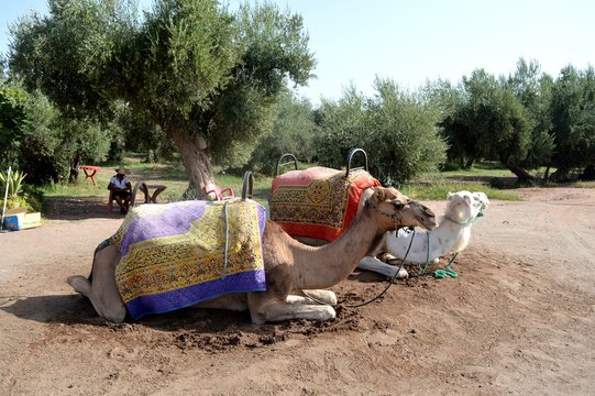 Camels Caravan. Camel caravan rests before being sent on a long journey.