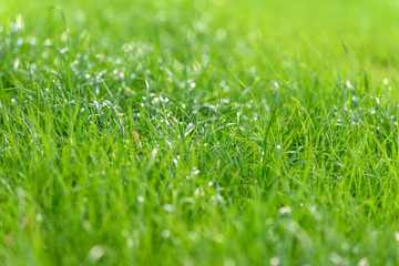 Background green grass