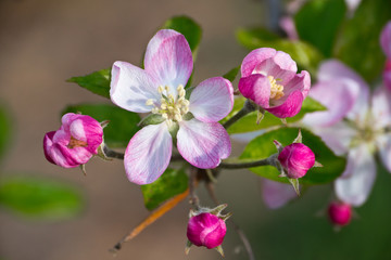 Apple Blossom - 168472018
