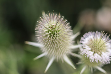 Green Plant close up