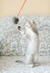 Kitten with gray-white hair play Feather Toy