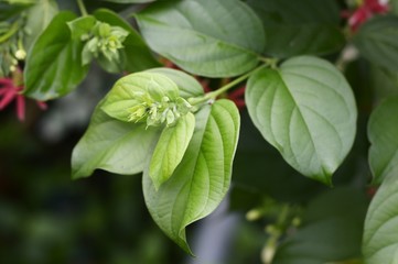 Fototapeta na wymiar fresh green Combretum indicum leaves in nature garden