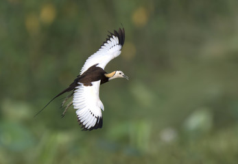 Pheasant tailed Jacana 