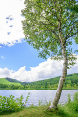 Obraz premium 湖畔の風景