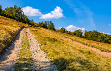 mountain road through hillside with beech forest