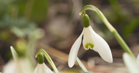 Obraz premium closeup snowdrops in spring morning