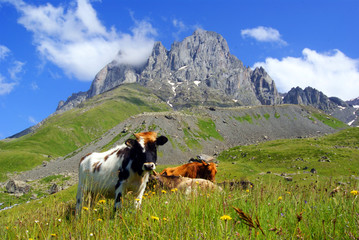 Fototapeta na wymiar Mountain landscape with grazing cows