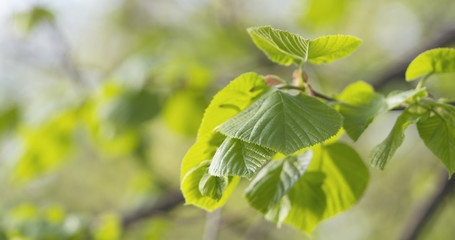linden branch with young fresh leaves