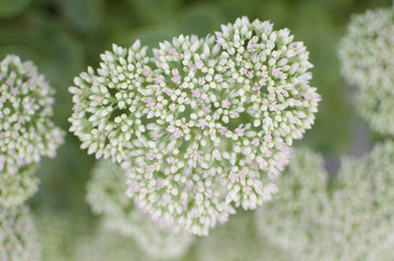 Sedum plant. White little flower. Green and white background.