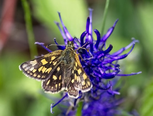 Chequered Skipper or Arctic Skipper butterfly (Carterocephalus palaemon), Eifel, Germany.