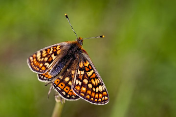 Marsh Fritillary (Euphydryas aurinia), Eifel, Germany.