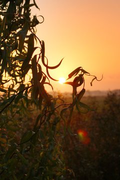 Sonnenaufgang Korkenzieherweide