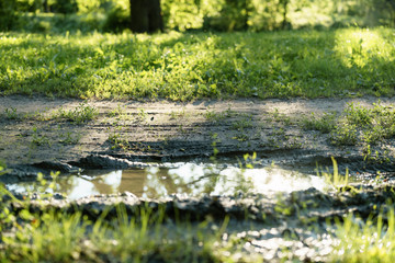 Fototapeta na wymiar puddle on a dirt road in sunset light in summer