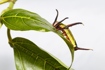 Caterpillar of Common map (Cyrestis thyodamas ) butterfly resting on host plant leaf