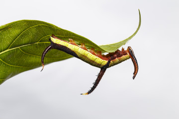 Caterpillar of Common map (Cyrestis thyodamas ) butterfly resting on host plant leaf