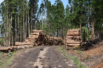 切り出された杉の丸太