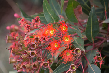 Eucalyptus Flowers n Buds
