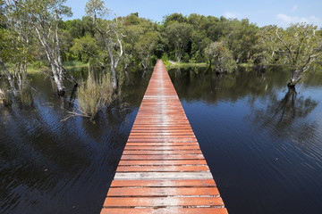 Fototapeta premium Bride to the mangrove forest