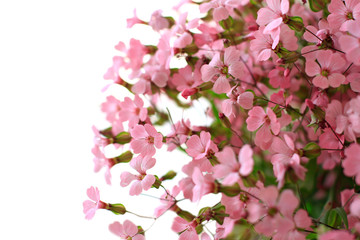 Pink flowers on white background
