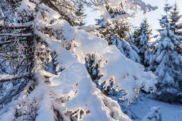 Zweige mit Schnee und Eis bedeckt