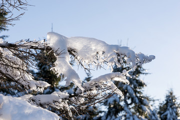 Zweige mit Schnee und Eis bedeckt