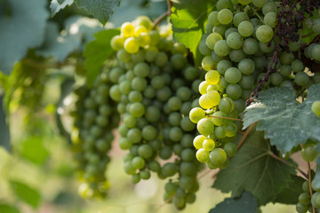Large bunches of grapes ripen against the background of greenery