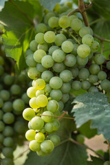 Large bunches of grapes ripen against the background of greenery