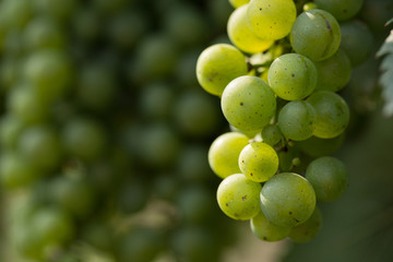 Large bunches of grapes ripen against the background of greenery