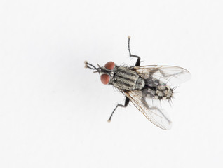 Detail of a fly isolated on white background. Top view.