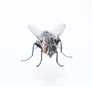 Detail of a fly isolated on white background.