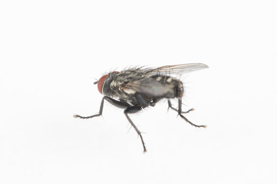 Detail of a fly isolated on white background.