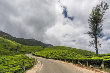 Tea gardens in Munnar, Kerala, India