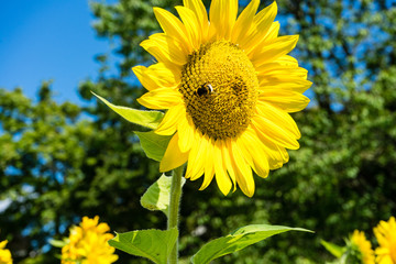 big bee on sunflower with tree and sky