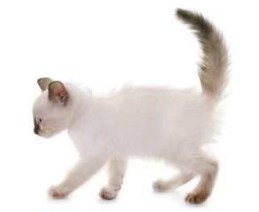 Fototapeta premium kitten in studio