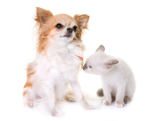 kitten and chihuahua