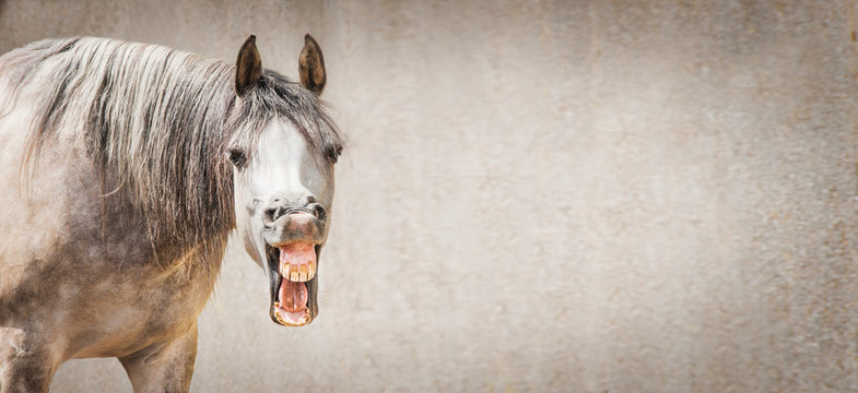 Funny horse face with Open mouthed looking in camera at gray background, place for text, banner