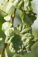 Grape disease, grapevine is affected by pests